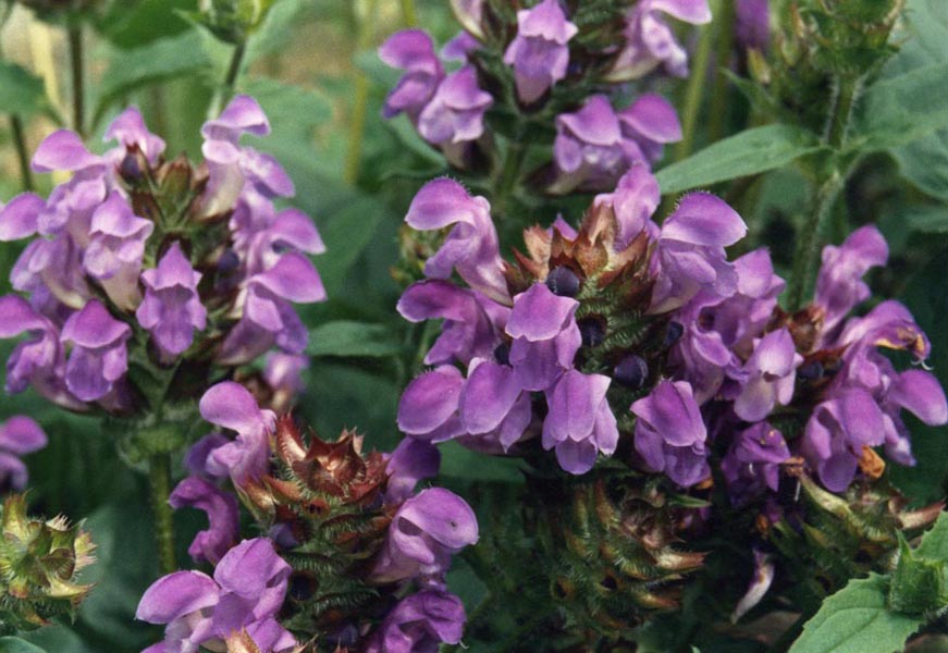 Prunella grandiflora en fleurs dans une prairie sèche des Pyrénées